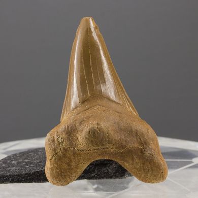 Скам'янілий зуб акули Otodus Obliquus 58*40*20мм, Марокко