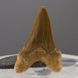 Окаменелый зуб акулы Otodus Obliquus 58*40*20мм, Марокко 3