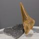 Окаменелый зуб акулы Otodus Obliquus 58*40*20мм, Марокко 4
