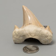 Скам'янілий зуб акули Otodus Obliquus 50*49*20мм, Марокко