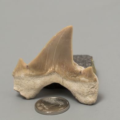 Окаменелый зуб акулы Otodus Obliquus 50*49*20мм, Марокко