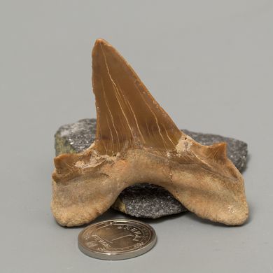Скам'янілий зуб акули Otodus Obliquus 50*49*20мм, Марокко