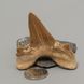 Окаменелый зуб акулы Otodus Obliquus 50*49*20мм, Марокко 2