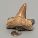 Окаменелый зуб акулы Otodus Obliquus 50*49*20мм, Марокко 1