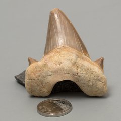 Скам'янілий зуб акули Otodus Obliquus 50*46*18мм, Марокко