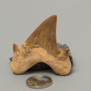 Скам'янілий зуб акули Otodus Obliquus 52*46*16мм, Марокко