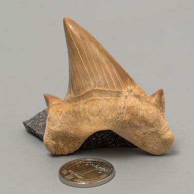 Скам'янілий зуб акули Otodus Obliquus 52*46*16мм, Марокко