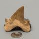 Окаменелый зуб акулы Otodus Obliquus 52*46*16мм, Марокко 2