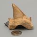 Окаменелый зуб акулы Otodus Obliquus 52*46*16мм, Марокко 1