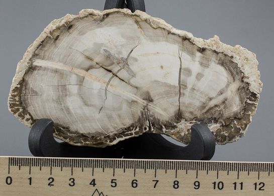 Скам'яніле дерево, зріз 119*72*13, Мадагаскар