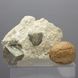 Пірит, кристали в породі, 95*65*50мм, 231г, Іспанія 5