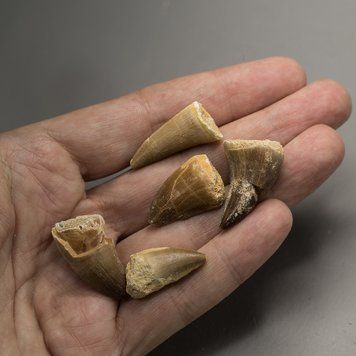Зуб мозазавра скам'янілий (Mosasaurus anceps), 20-30мм. На вибір