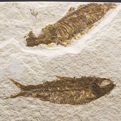Скам'яніла риба Dastilbe elongatus 145*105*15мм, Бразилія