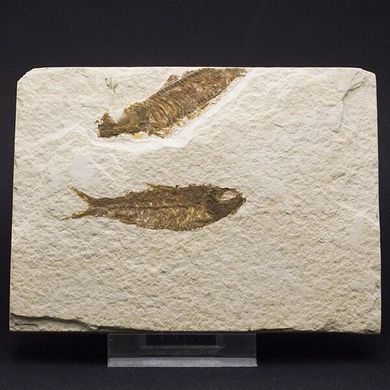 Окаменелая рыба Dastilbe elongatus 145*105*15мм, Бразилия