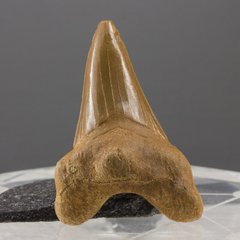Окаменелый зуб акулы Otodus Obliquus 58*40*20мм, Марокко