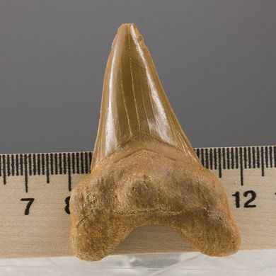 Скам'янілий зуб акули Otodus Obliquus 58*40*20мм, Марокко