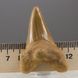Окаменелый зуб акулы Otodus Obliquus 58*40*20мм, Марокко 2