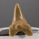 Окаменелый зуб акулы Otodus Obliquus 58*40*20мм, Марокко 1