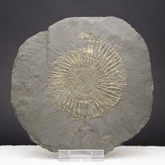Амоніт в вуглистому сланці, діаметр приб. 18см, Німеччина