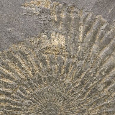 Амоніт в вуглистому сланці, діаметр приб. 18см, Німеччина