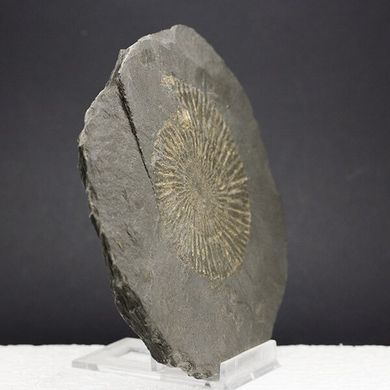 Аммонит в углистом сланце, диаметр ок. 18см, Германия