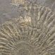 Амоніт в вуглистому сланці, діаметр приб. 18см, Німеччина 3
