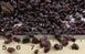Гранат піроп-альмандин, галька 3-6мм, Індія. Упаковка 10г 3