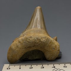 Скам'янілий зуб акули Otodus Obliquus 60 * 50 * 20мм, Марокко