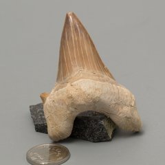 Окаменелый зуб акулы Otodus Obliquus 60*45*18мм, Марокко