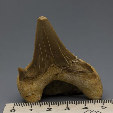 Окаменелый зуб акулы Otodus Obliquus 60*50*20мм, Марокко