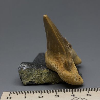 Окаменелый зуб акулы Otodus Obliquus 60*50*20мм, Марокко