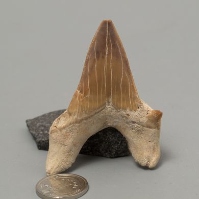 Окаменелый зуб акулы Otodus Obliquus 60*45*18мм, Марокко
