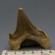 Окаменелый зуб акулы Otodus Obliquus 60*50*20мм, Марокко 2
