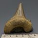 Скам'янілий зуб акули Otodus Obliquus 60 * 50 * 20мм, Марокко 1