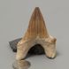 Окаменелый зуб акулы Otodus Obliquus 60*45*18мм, Марокко 2
