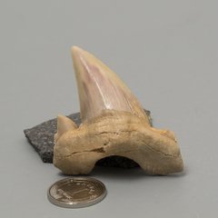 Окаменелый зуб акулы Otodus Obliquus 48*43*16мм, Марокко