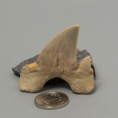 Скам'янілий зуб акули Otodus Obliquus 48*43*16мм, Марокко