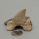 Окаменелый зуб акулы Otodus Obliquus 48*43*16мм, Марокко 2