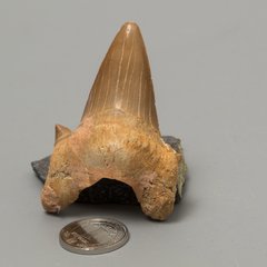 Скам'янілий зуб акули Otodus Obliquus 57*38*20мм, Марокко