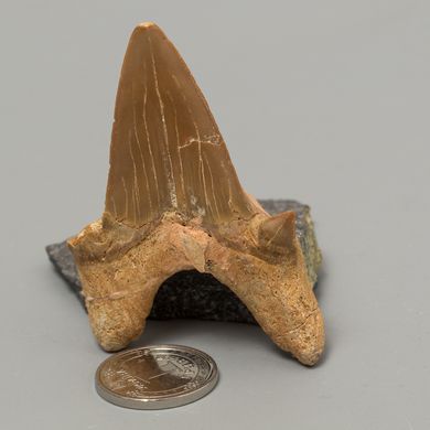 Окаменелый зуб акулы Otodus Obliquus 57*38*20мм, Марокко