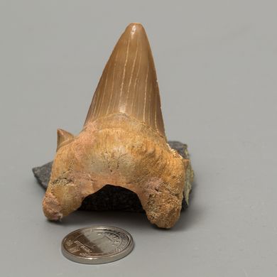Окаменелый зуб акулы Otodus Obliquus 57*38*20мм, Марокко