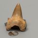 Окаменелый зуб акулы Otodus Obliquus 57*38*20мм, Марокко 1