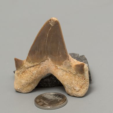 Окаменелый зуб акулы Otodus Obliquus 50*46*18мм, Марокко