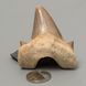 Окаменелый зуб акулы Otodus Obliquus 50*46*18мм, Марокко 1