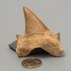 Окаменелый зуб акулы Otodus Obliquus 52*46*16мм, Марокко