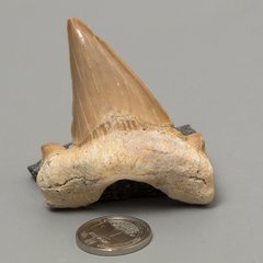 Окаменелый зуб акулы Otodus Obliquus 50*47*18мм, Марокко