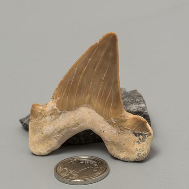 Окаменелый зуб акулы Otodus Obliquus 50*47*18мм, Марокко