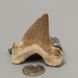 Окаменелый зуб акулы Otodus Obliquus 50*47*18мм, Марокко 2