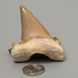 Окаменелый зуб акулы Otodus Obliquus 50*47*18мм, Марокко 1