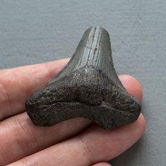 Зуб акулы мегалодон 50*48*11мм окаменелость